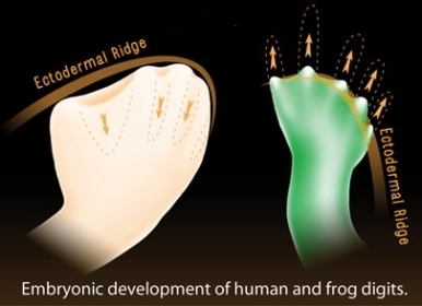 10425-embryonic-development-en