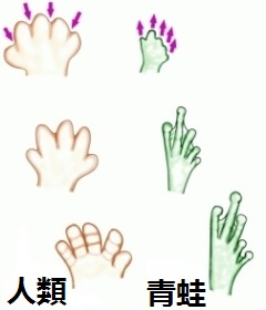 10425-human-frog-digits-ct