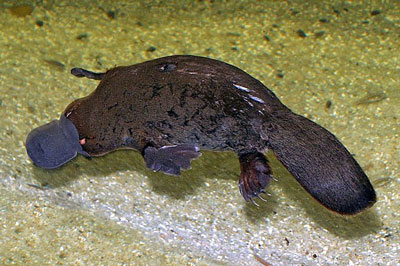 platypus