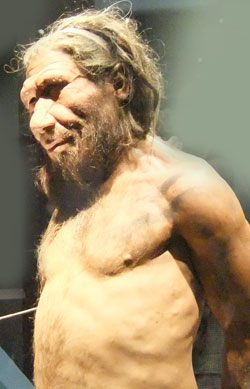 neanderthalensis