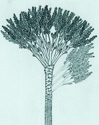 Fossil forest surprisingly complex