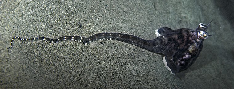 mimic octopus stingray