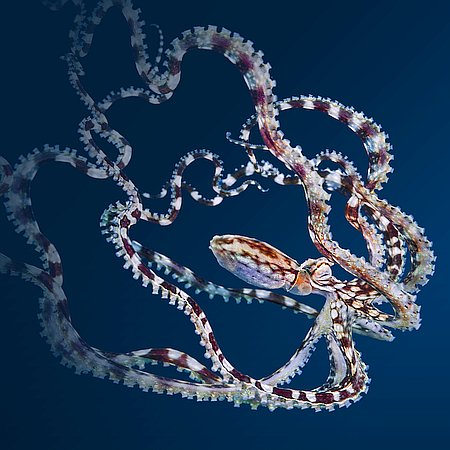 mimic octopus