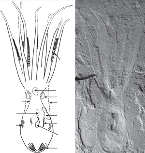 Fossil octopus remarkably preserved in Lebanon reveals details of the eight arms, suckers, ink, gills, mouth, eye capsule and more.