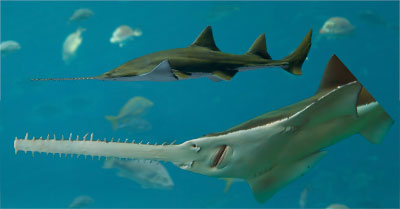 green-saw-shark