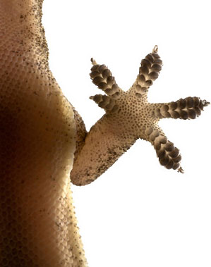 Gecko-grip material aims to be the end of glue