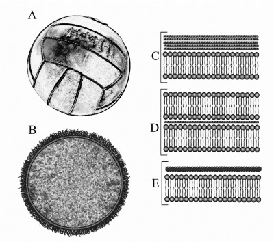 Figure2ProkaryoteCellWall