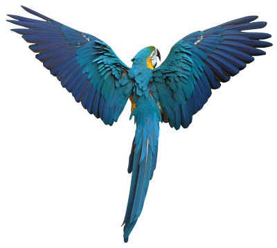 blue-parrot