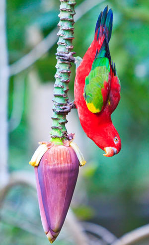 climbing-parrot