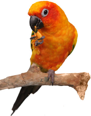 eating-parrot