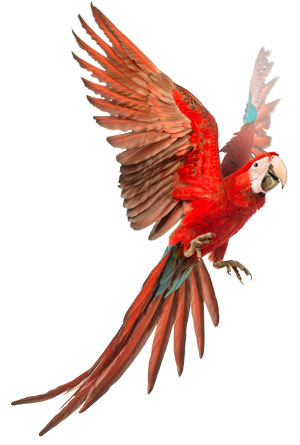 red-parrot