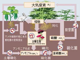 11470-nitrogen-cycle-japanese