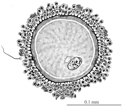 Fig2Ovum