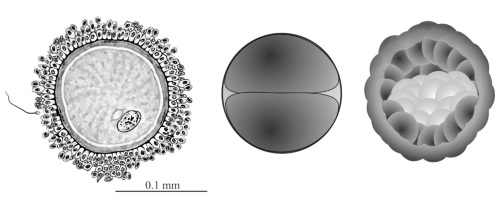 Fig3Reproductive