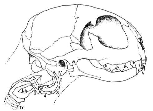 Fig1Skull