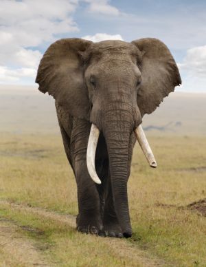 elephant