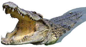 crocodile