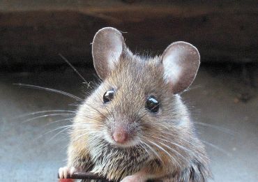 house-mouse