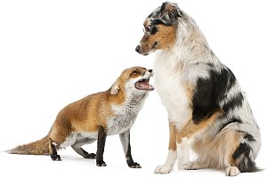 dog-and-fox