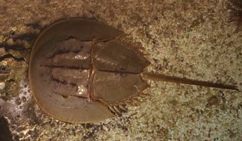 Suvremeni rak bodljaš, Limulus polyphemus, World Aquarium, Missouri, USA