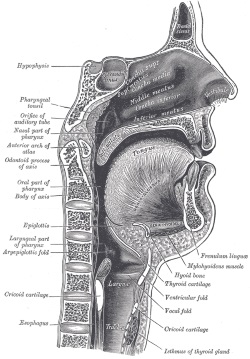 Language-system