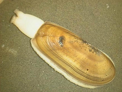 razor-clam