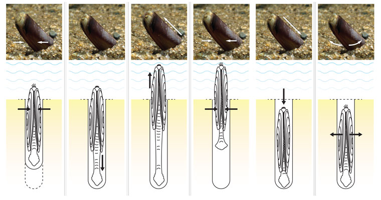 razor-clam-digs