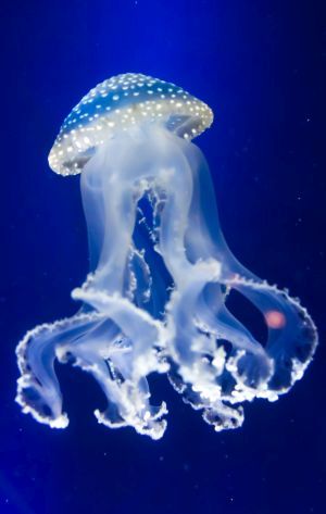 jellyfish