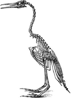 bird-skeleton