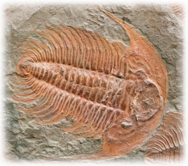 trilobite