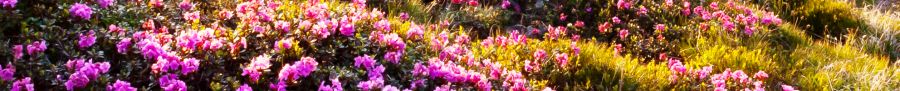 flowers-2