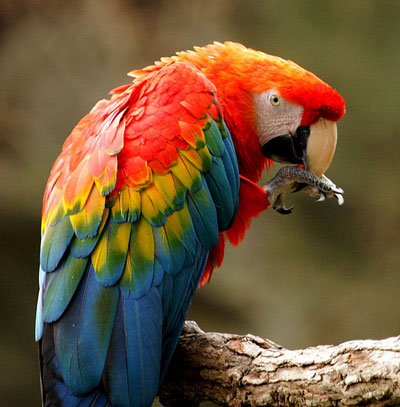 Scarlet-Macaw