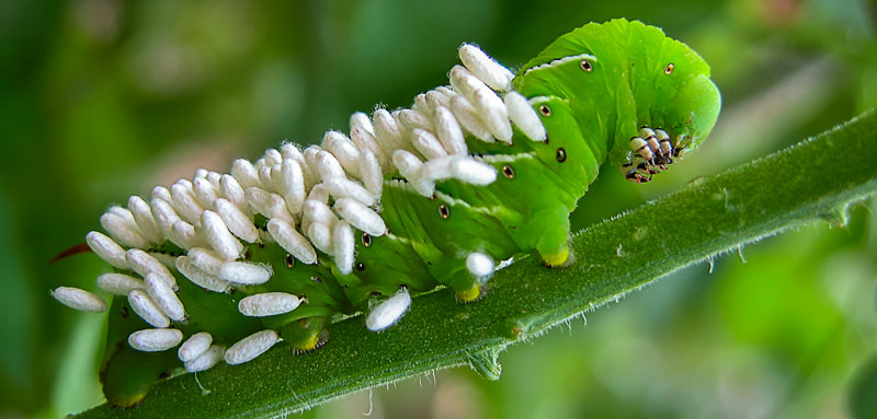 wasp-eggs