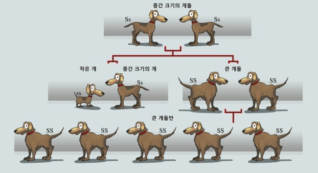 12710-dog-selection