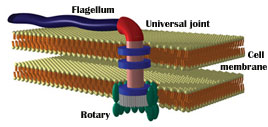 p25_flagellum