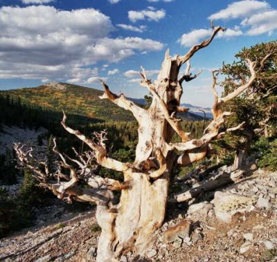 bristle-cone-pine