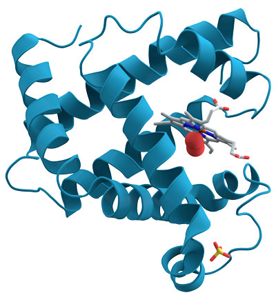 Myoglobin