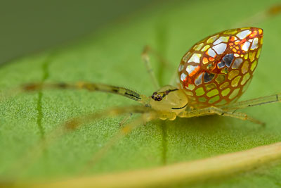 mirror-spider