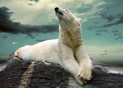 Polar-bear