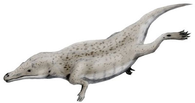 Maiacetus.jpg