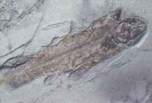 fossil coelacanth