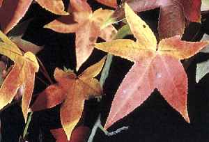 living liquidambar