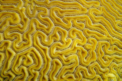 brain-coral