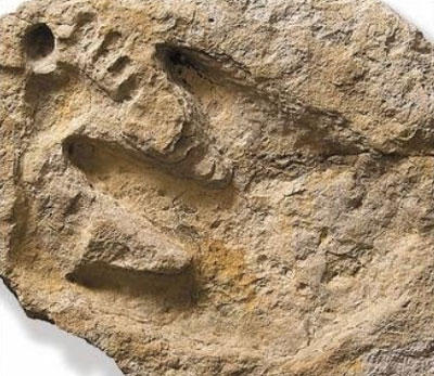 The Alvis Delk human-dino footprints artefact