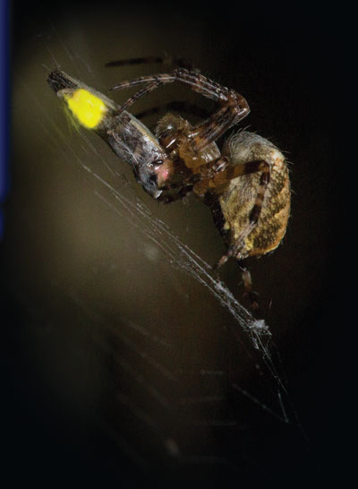 spider-catching-firefly