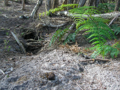 Wombat-burrow-Narawntapu