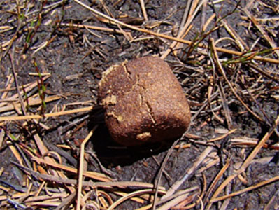 wombat-dung