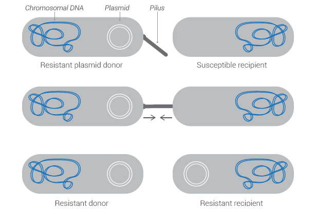 resistant-donor-recipient