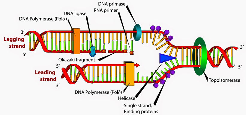 DNA-synthesis