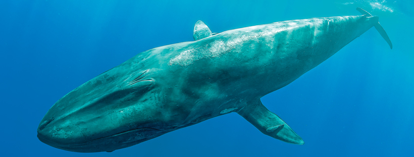 blue whale size